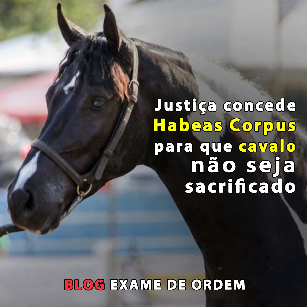 Justia concede Habeas Corpus para que cavalo no seja sacrificado