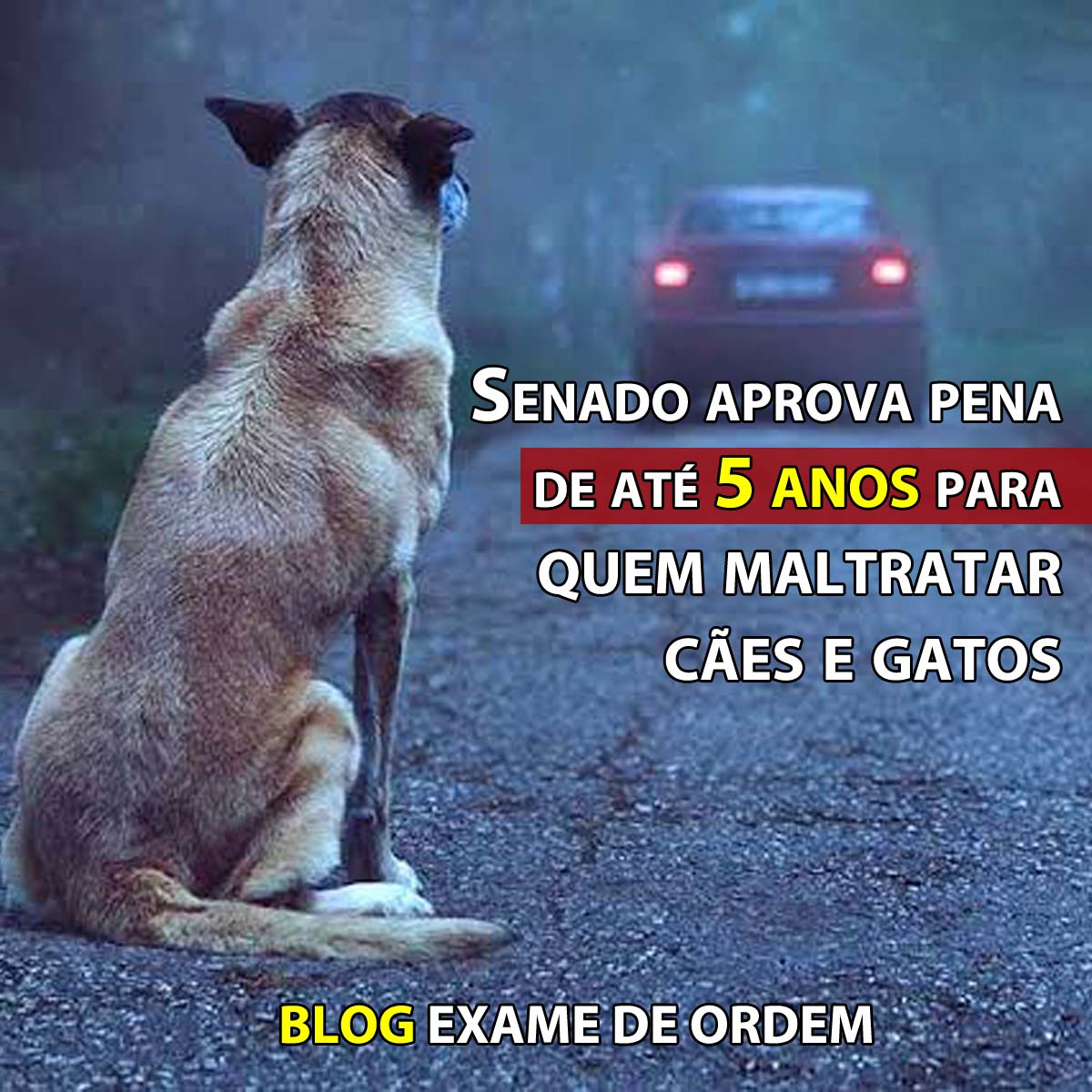 Senado aprova pena de at 5 anos para quem maltratar ces e gatos